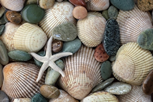 Sea Star Prints: USA, Washington State, Seabeck