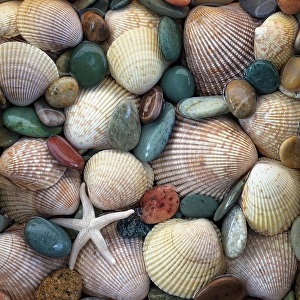 Sea Star Prints: USA, Washington State, Seabeck