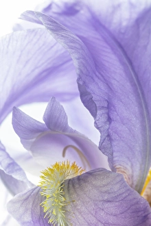 Petal Prints: USA, Washington State, Seabeck