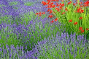 Lavender Prints: USA, Washington State, Seabeck