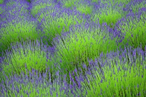 Lavender Prints: USA, Washington State, Seabeck