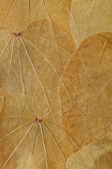 Vein Prints: USA, Washington State, Seabeck