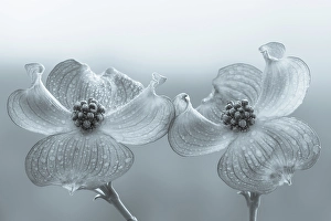 Dogwood Prints: USA, Washington State, Seabeck