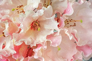 Rhododendron Prints: USA, Washington State, Seabeck