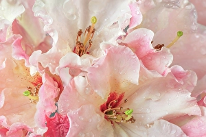 Rhododendron Prints: USA, Washington State, Seabeck