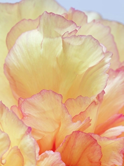 Peony Prints: USA, Washington State, Seabeck