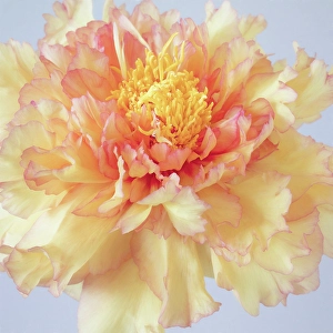 Peony Prints: USA, Washington State, Seabeck