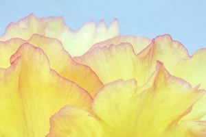 Peony Prints: USA, Washington State, Seabeck
