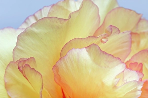Peony Prints: USA, Washington State, Seabeck
