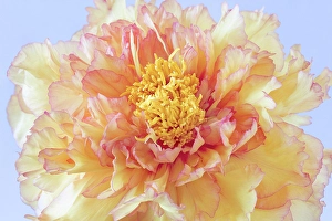 Peony Prints: USA, Washington State, Seabeck
