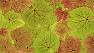 Vein Prints: USA, Washington State, Seabeck