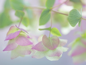 Oregano Prints: USA, Washington State, Seabeck