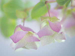 Oregano Prints: USA, Washington State, Seabeck
