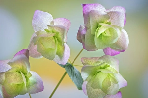 Oregano Prints: USA, Washington State, Seabeck
