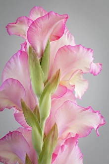 Gladiola Prints: USA, Washington State, Seabeck