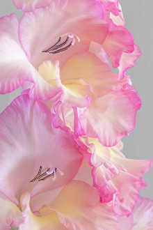 Gladiola Prints: USA, Washington State, Seabeck