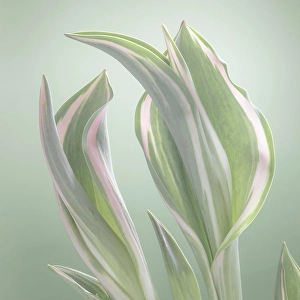 Tulip Prints: USA, Washington State, Seabeck