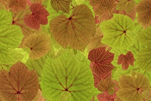 Vein Prints: USA, Washington State, Seabeck