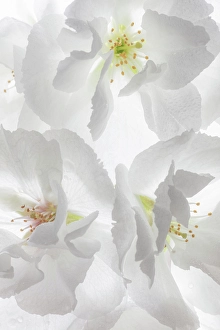 Petal Prints: USA, Washington State, Seabeck