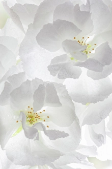 Petal Prints: USA, Washington State, Seabeck