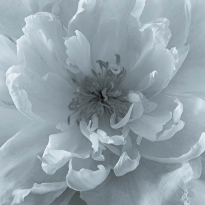 Peony Prints: USA, Washington State, Seabeck