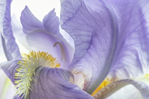 Iris Prints: USA, Washington State, Seabeck