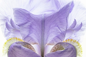 Iris Prints: USA, Washington State, Seabeck