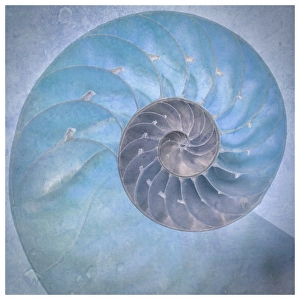 Spiral Prints: USA, Washington State, Seabeck