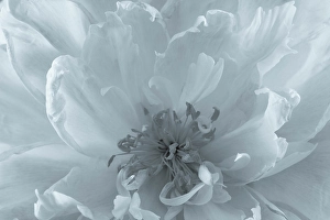 Peony Prints: USA, Washington State, Seabeck