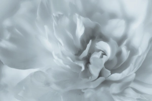 Peony Prints: USA, Washington State, Seabeck