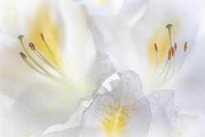 Azalea Prints: USA, Washington State, Seabeck