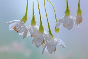 Raindrop Prints: USA, Washington State, Seabeck