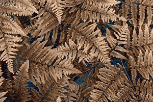 Fern Prints: USA, Washington State, Seabeck