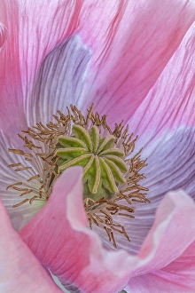 Poppy Prints: USA, Washington State, Seabeck