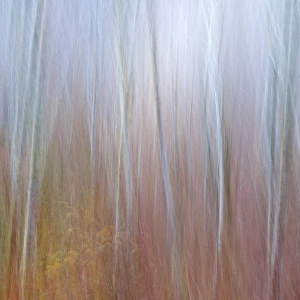 Alder Prints: USA, Washington State, Seabeck