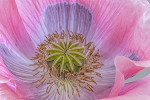 Poppy Prints: USA, Washington State, Seabeck