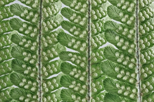 Fern Prints: USA, Washington State, Seabeck
