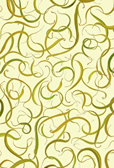 Willow Prints: USA, Washington State, Seabeck