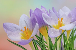 Crocus Prints: USA, Washington State, Seabeck. Close-up of crocus flowers
