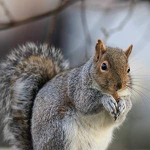 Squirrel Prints: USA, Washington State, Seabeck. Close-up of grey squirrel eating