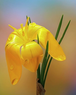Images Dated 20th July 2024: USA, Washington State, Seabeck. Golden crocus flower close-up