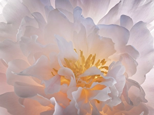 Images Dated 20th July 2024: USA, Washington State, Seabeck. Peony flower close-up