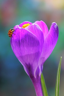 Images Dated 20th July 2024: USA, Washington State, Seabeck. Lady bug on crocus flower