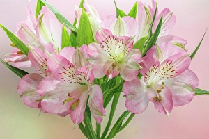 Images Dated 20th July 2024: USA, Washington State, Seabeck. Bouquet of alstroemeria flowers