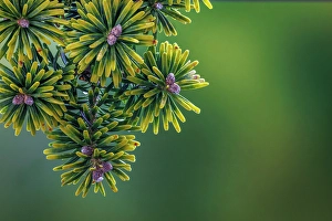 Images Dated 20th July 2024: USA, Washington State, Seabeck. Close-up of Korean firs with pollen cones