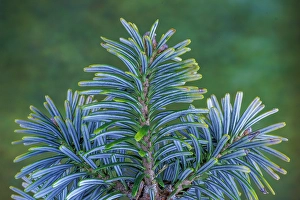 Images Dated 20th July 2024: USA, Washington State, Seabeck. Blue underside of Korean fir needles