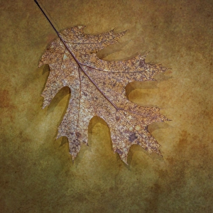 Images Dated 20th July 2024: USA, Washington State, Seabeck. Close-up of fallen oak leaf