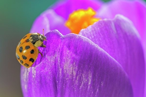 Images Dated 20th July 2024: USA, Washington State, Seabeck. Lady bug on crocus flower