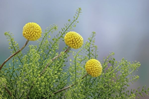 Images Dated 20th July 2024: USA, Washington State, Seabeck. Drumstick flower and green dragon aster plant