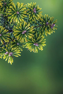 Images Dated 20th July 2024: USA, Washington State, Seabeck. Close-up of Korean firs with pollen cones